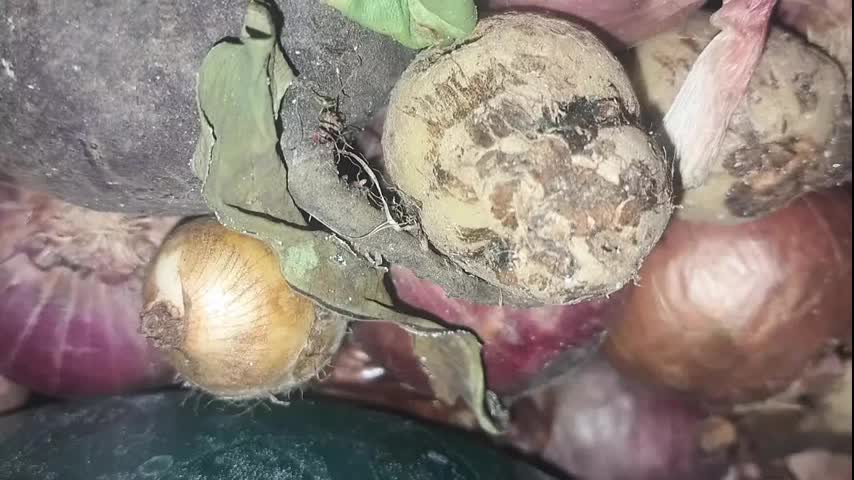 Stepfather fucked by stepmother Family Desi Hot cock in Desi pussy